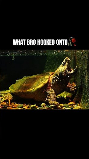 TURTLE🐢 #bassfishing #fishing #sportfishing #fishingshorts #fishingvideo #fisherman #fishinglife