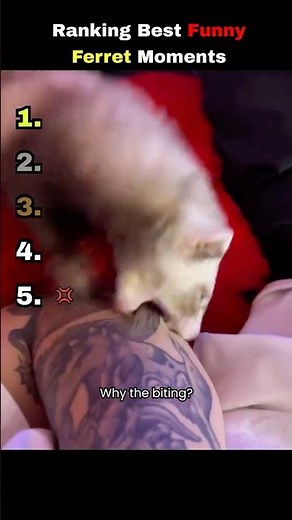 Ranking Funny Ferret Moments 😂😂 #shorts #animals