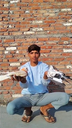 kabooter pakad liya #shortvideo #pigeon #kabutar