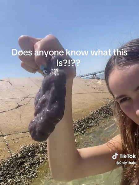 Explore the Weird Wonders of the Beach