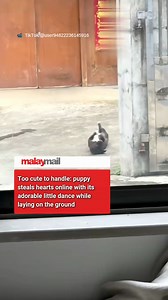 26K views · 304 reactions | Happy vibes everywhere — this adorable little puppy is stealing hearts all around! | Malay Mail | Facebook