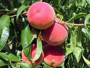 Peach & Nectarine Picking at Maple Lawn Farms