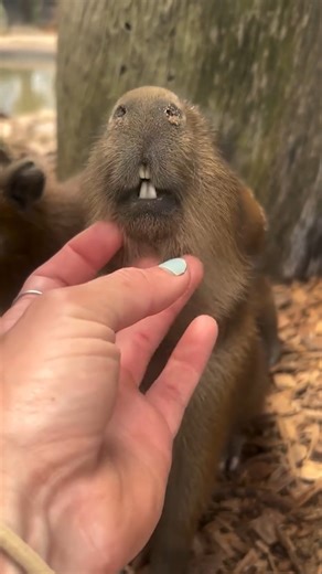 The baby capybaras are living their best lives, one scritch at a time 🤏 | Sydney Zoo