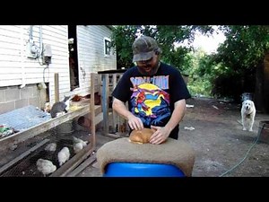 Showing Rabbits - Explaining the Different Classes in an American Rabbit Breeders Association Show