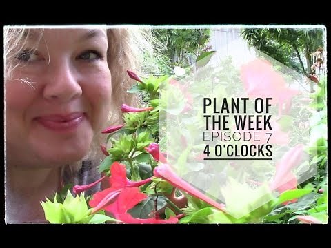 Plant of the Week Ep 7 -- 4 O'clocks