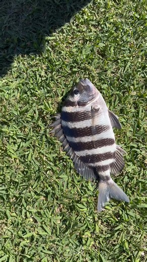 10K views · 135 reactions | Sheepshead are my new favorite fish to catch  #fishing #fish #howtofish #shrimp #sheepshead | The Fish Guy | Facebook