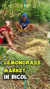 🌱✨ Tanglad Farming sa Bicol! ✨🌱 Alam mo ba? Ang Lemongrass/Tanglad ay hindi lang pang tsaa o pang luto—pwede din itong maging profitable agribusiness! 💯 👉 Madaling alagaan 👉 May mataas na demand sa market 👉 Extra kita para sa pamilya #agribusiness #lemongrass Tara na, mga ka-farmers! 🚜 Sama-sama tayong iangat ang agrikultura dito sa Bicol Region. 💚 | UMAestro.Tv