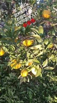 庭木の剪定と夏みかんの剪定🌹🌹🌹