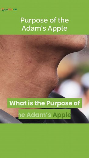 Understanding the Purpose of the Adam's Apple