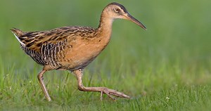 King Rail Similar Species to, All About Birds, Cornell Lab of Ornithology
