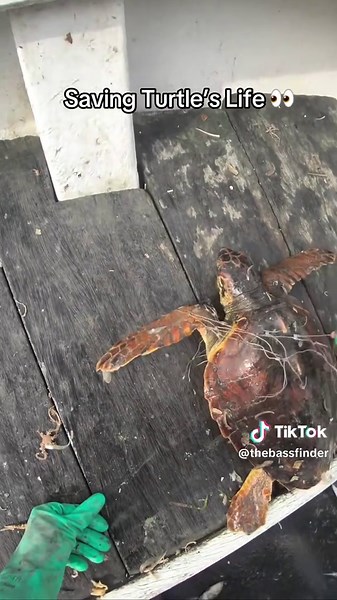 He Saved This Turrle From The Fishing Nets 🙏 (nicolacanta & cantaepesca/IG) #fishing #turtle #marinelife #oceanlife