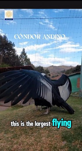 The largest bird in Americas | Andean Condor