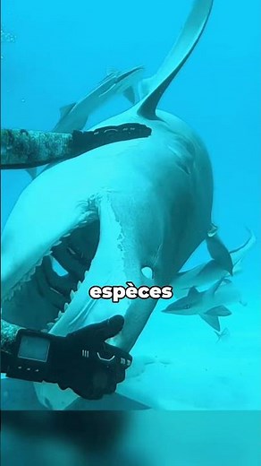 Why turning a shark over can make it completely motionless