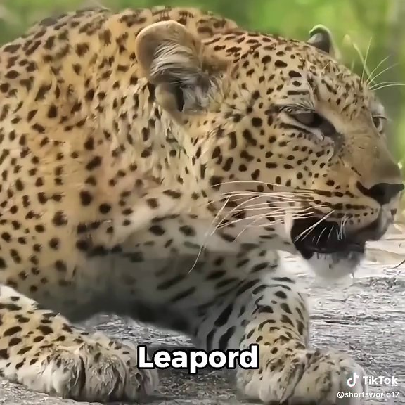 Big Cats Roaring: Lions, Tigers, and More!