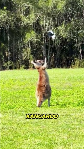 Kangaroo Tries to Fight a Bird! 🦘🐦😂#Kangaroo #FunnyAnimals #FunnyVideo #ViralVideo #animallovers