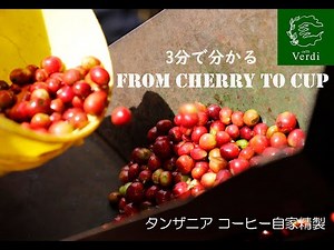 コーヒーの精製、3分で分かる「チェリーからカップまで」