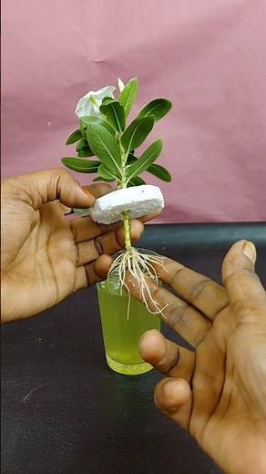 How to propagate Vinca / Periwinkle flower plant in water🌱
