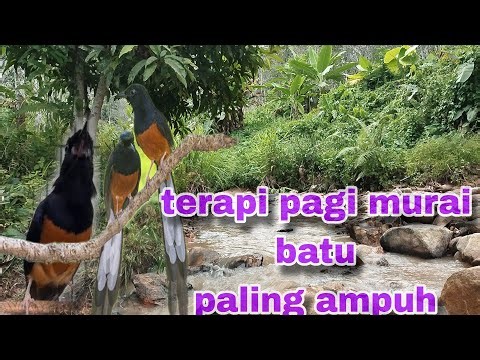 Terapi murai batu pagi hari ampuh#viralmuraibatu#masteranmuraibatu