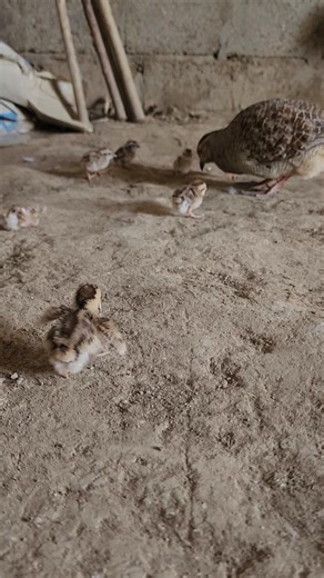 Teetar Chickens in Their Natural Habitat