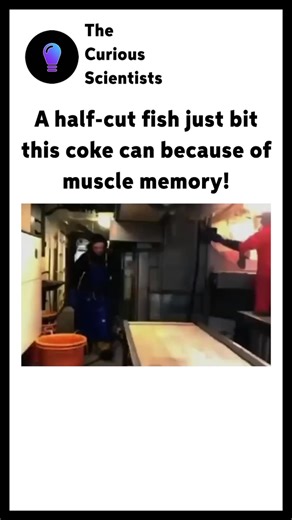 Science | Interesting | How it works on Instagram: "🧠✨ Muscle memory lets you perform actions automatically through repetition! 🔁 🎯 It’s stored in the brain & nervous system, not the muscles. 🚴🎸⌨️ With practice, movements become faster & effortless! ⚡✅"