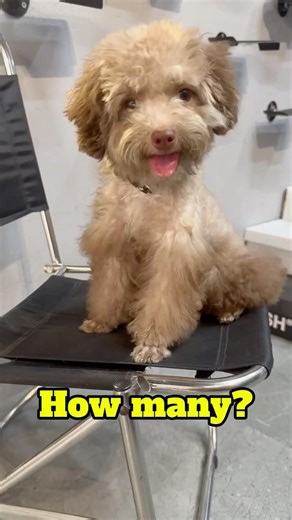Coco thinks: Does anyone else love me?🥹#poodle #dog #pets #cute #usa