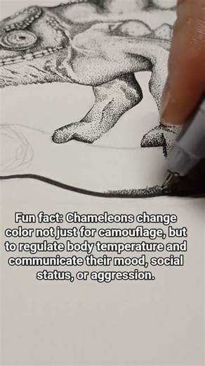 Chameleon fun fact of the day #art #drawing #chameleon
