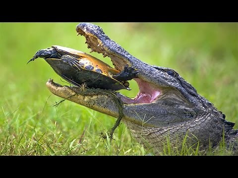 Amazing Crocodile Kill and Eat Snapping Turtle | Poor Turtle Was Crushed By Sharp Teeth