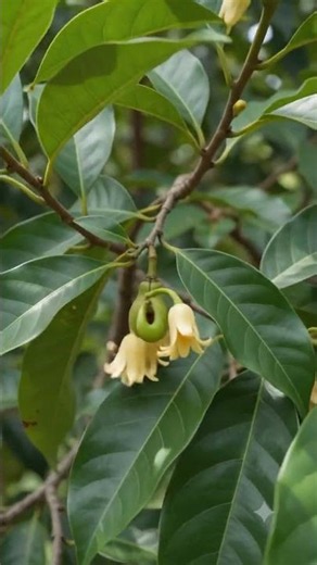 This ONE Fruit Makes TWO Spices 🤯 Nutmeg & Mace #shortsfeed