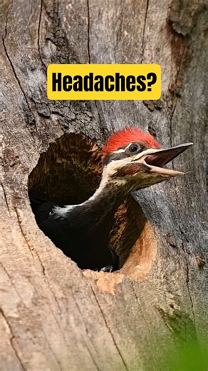 Do Woodpeckers Get Headaches 🧠?