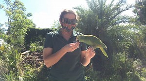 1.9K views · 120 reactions | Meet Elmo! What kind of bird is Elmo? Watch to find out! . #KeepLearningAlive #napleszoo #turkey #rooster #amazon #animaltraining #ClosedButStillCaring | Naples Zoo at Caribbean Gardens | Facebook