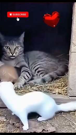 Cat Locking on Target 👀 #cat #ai #video #shortvideo