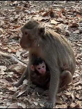 Newborn Baby Monkey With Mommy #babymonkeys #entertaininganimals #animals