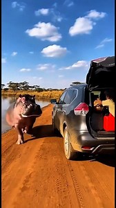 Hippo Surprise Moment 🚗🦛 An unexpected encounter as a hippo suddenly approaches, prompting a woman to quickly hide inside a car trunk—tense but safely handled. #WildlifeMoment #UnexpectedEncounter #CaughtOnCamera #FBLifestyle | Jameson’s World