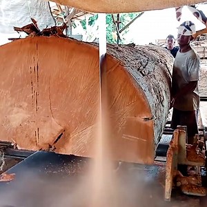 Cutting a giant red stone meranti tree into boards | Crafty School