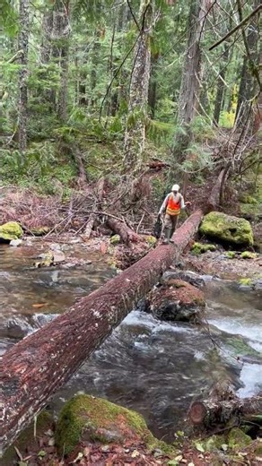 Crossing a log bridge
