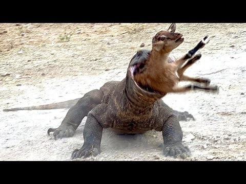 Top interesting moments when Komodo dragons hunt live goats