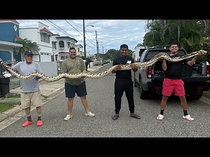 The largest reticulated python in Puerto Rico/Albino reticulated python/Snakes in Puerto Rico 🇵🇷