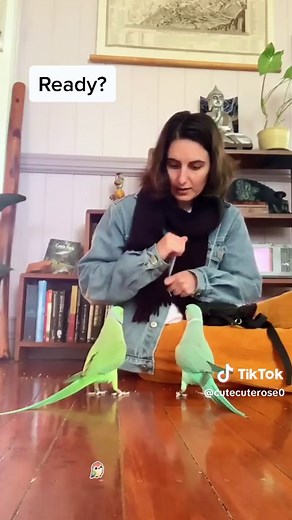 Funny Parrot Performing Tricks | Bird Videos