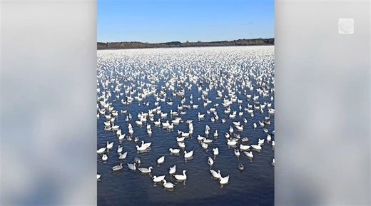 Semi-annual snow goose migration is a sight to behold