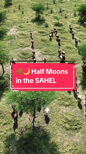 🌙 🌿 Ever heard of Half Moons? Learn about them with videographer and educator Andrew Millison. 🌳 Over the last five years, WFP and partners have restored over 300,000 hectares of land across the #Sahel, transforming the lives of 4 million people in 3,400 villages. WFP is at #COP16 to showcase and discuss solutions to increase communities’ resilience in light of the expansion of land desertification that is affecting their food security.