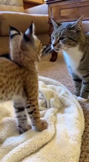 This family rescued a tangled baby bobcat and gave it a new chance #wildlife #rescue #animals