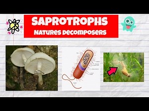 Saprotrophs Video Lecture | Science Class 7 (Old NCERT)