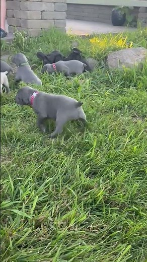 weimaraner puppies