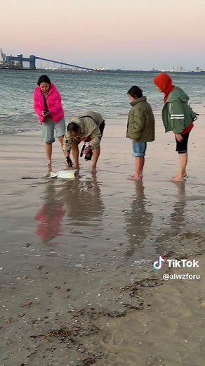 Exploring the Unique World of Stingray Fish