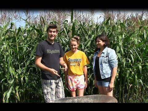 Harvesting Corn - When and How to Harvest Corn | MIgardener