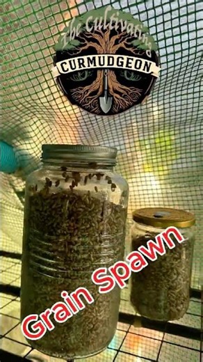 Mushroom spawn made easy with rye grain