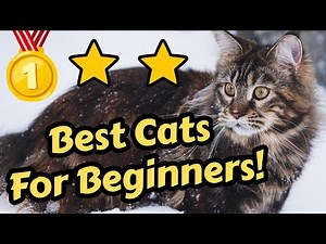 Top 5 Cat Breeds For Beginners