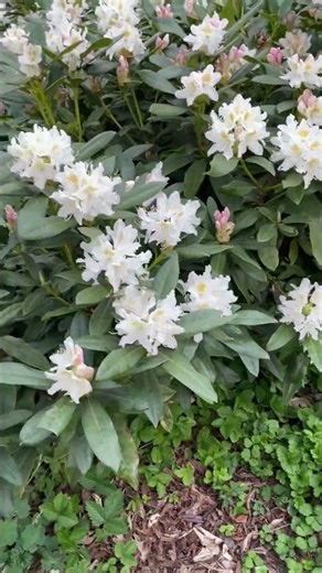 Beautiful garden full of white Rhododendron flowers