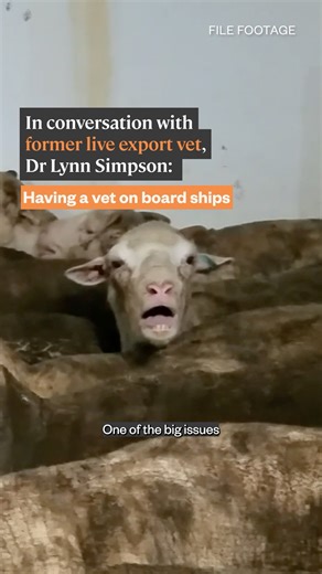 27K views · 475 reactions | What veterinarians on board live export ships really mean when they say animals are behaving “normally”… | Animals Australia | Facebook