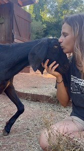 Em cada suspiro desses seres, eu sinto o clamor de um mundo inteiro. Um mundo que anseia por paz, por harmonia entre os seres. Um mundo exausto de tanto sofrimento. Aqui, cada vida importa. Cada olhar carrega uma história. Cada corpo resgatado pede cuidado, tempo e amor. Eu junto com a Sarinha, que é um serzinho cheio de amor que carrega sequelas de exploração e maus tratos estamos aqui para pedir que colabore com o Santuário. Para que essas vidas sigam tendo o direito de viver sem medo, sem dor